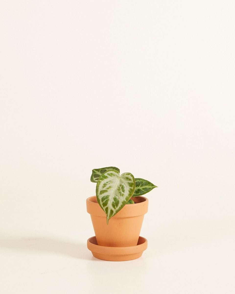 Baby Orange Terracotta Pot Ø 8 cm