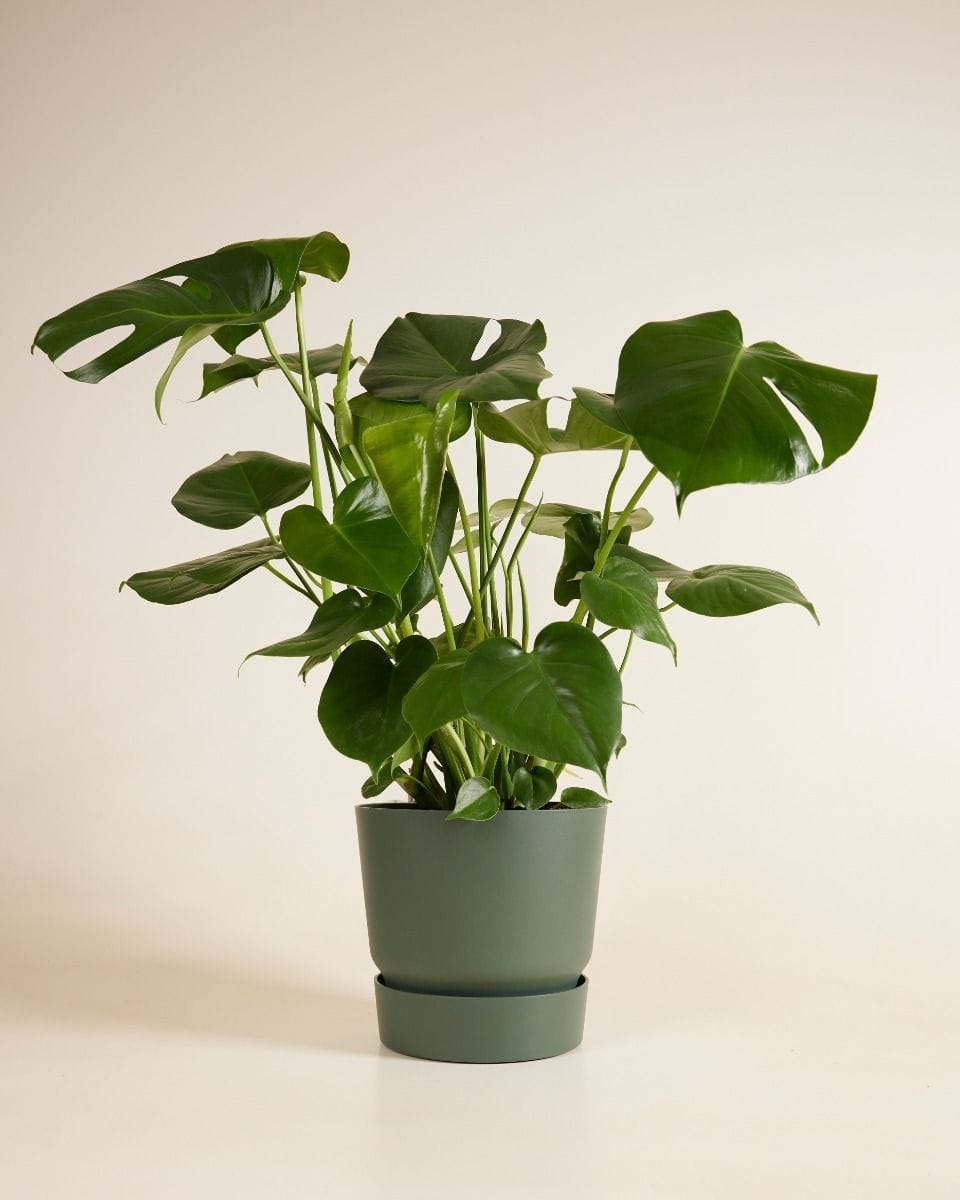 Elho Miles Round Pot Green 25 cm