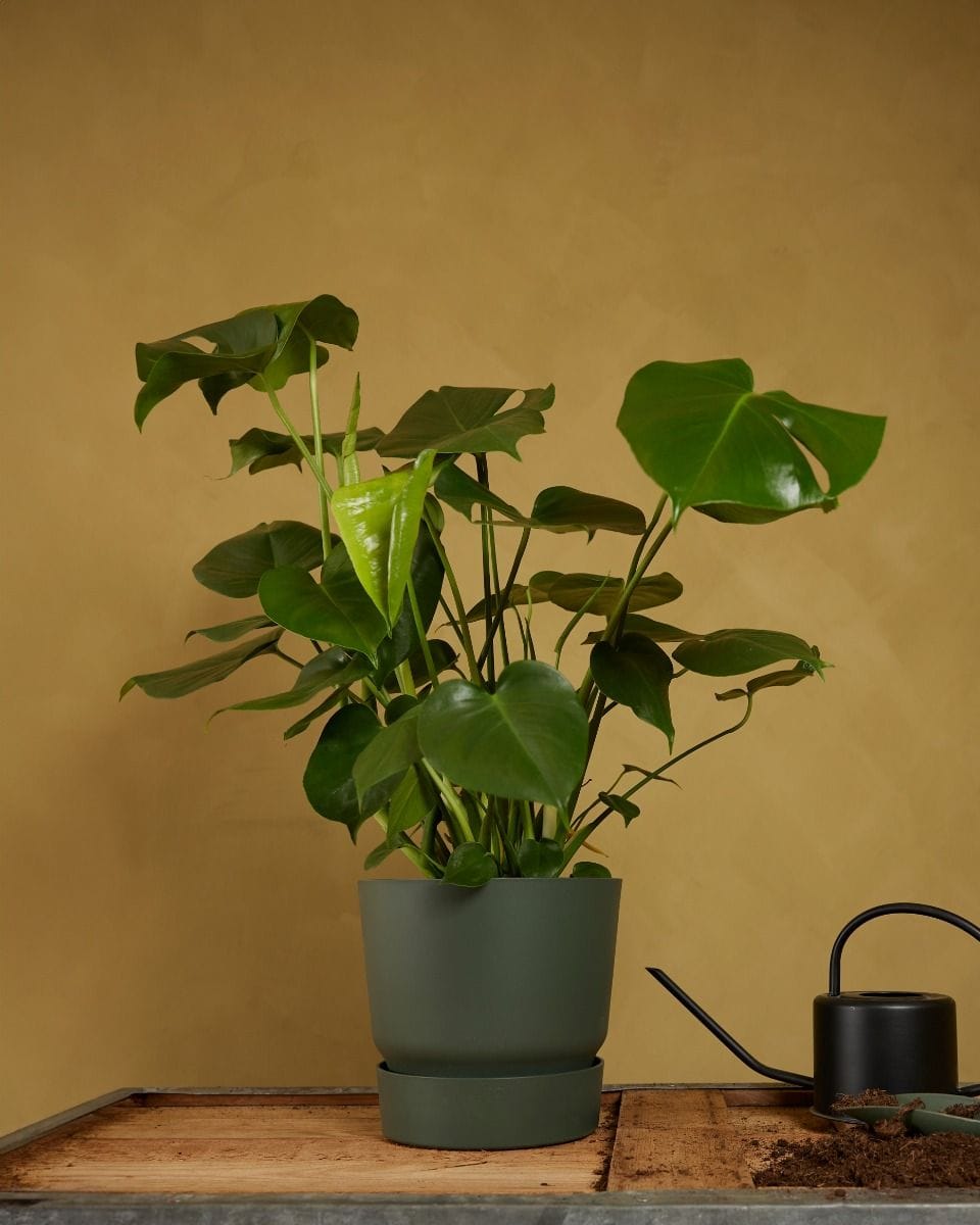 Elho Miles Round Pot Green 25 cm