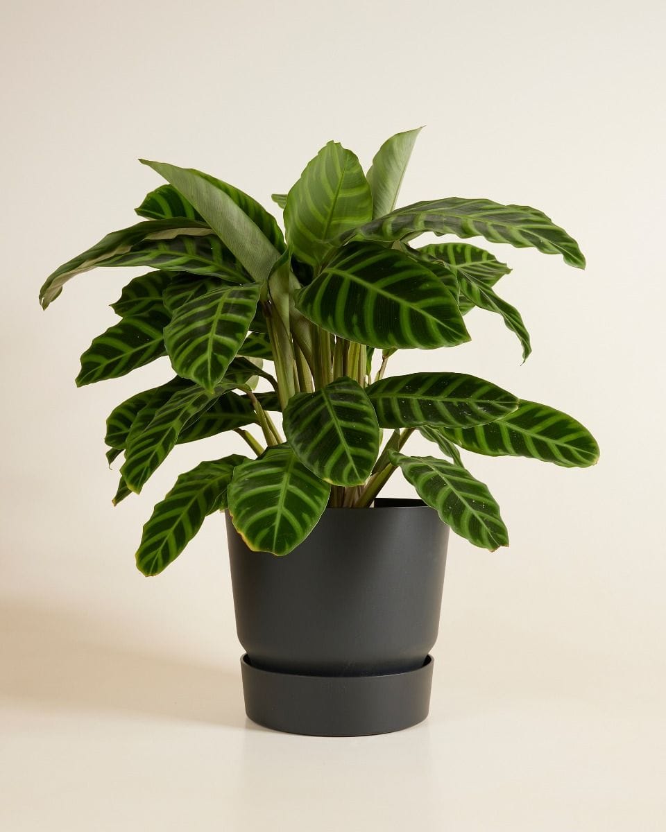 Elho Miles Round Pot Black 25 cm