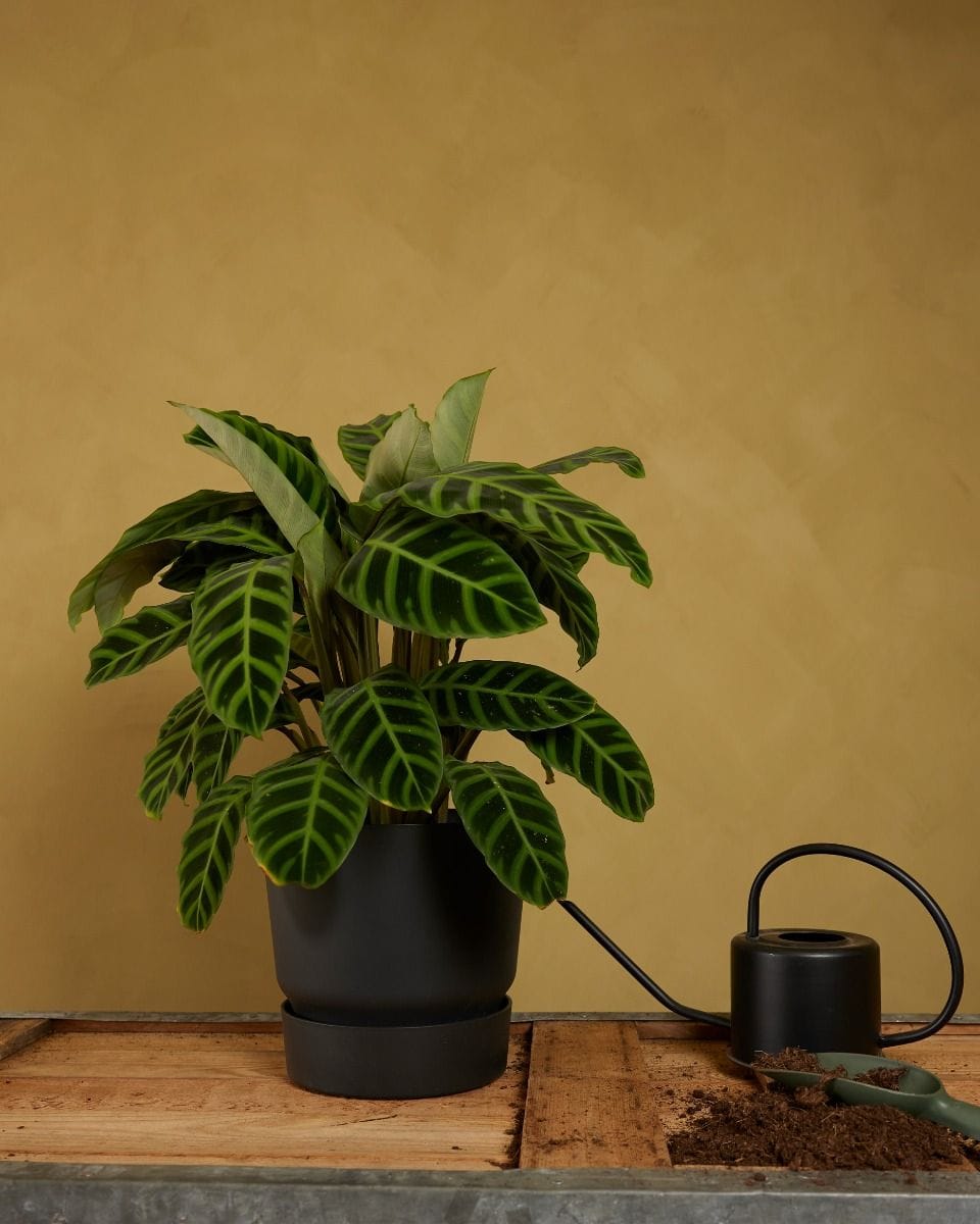 Elho Miles Round Pot Black 25 cm