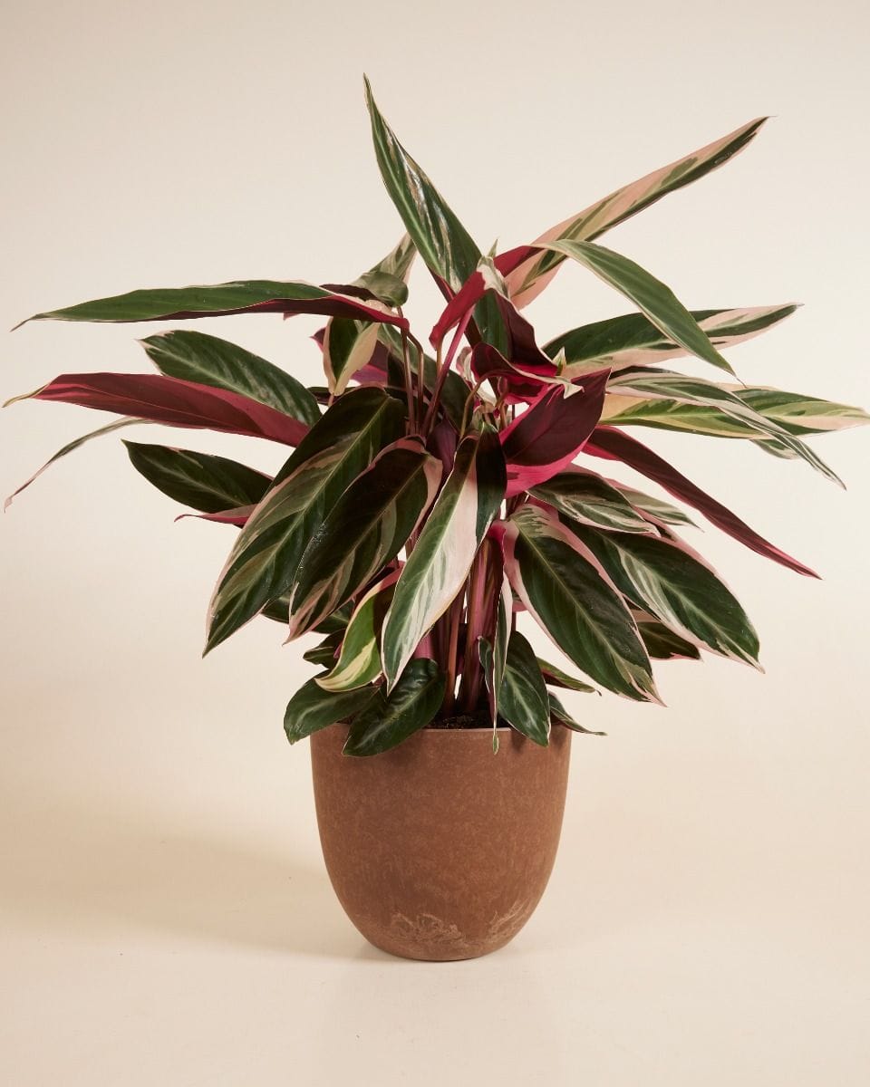 Bola Pot Brown Ø 23