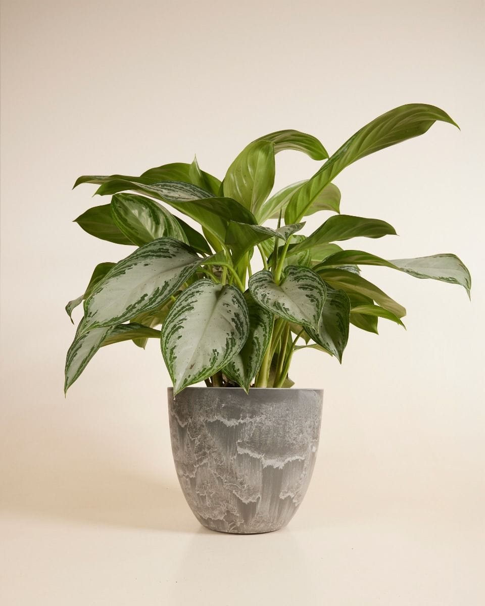 Bola Pot Grey Ø 33