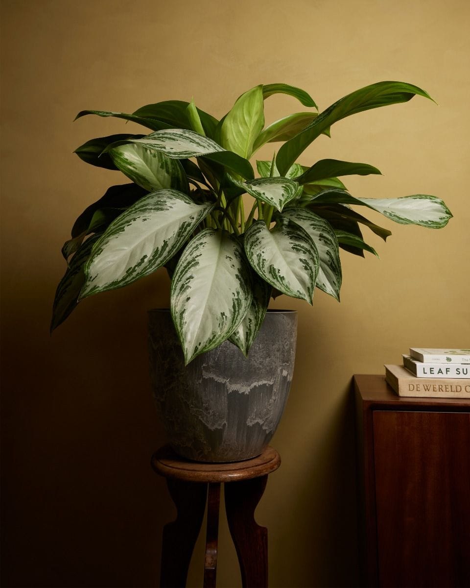 Bola Pot Grey Ø 33