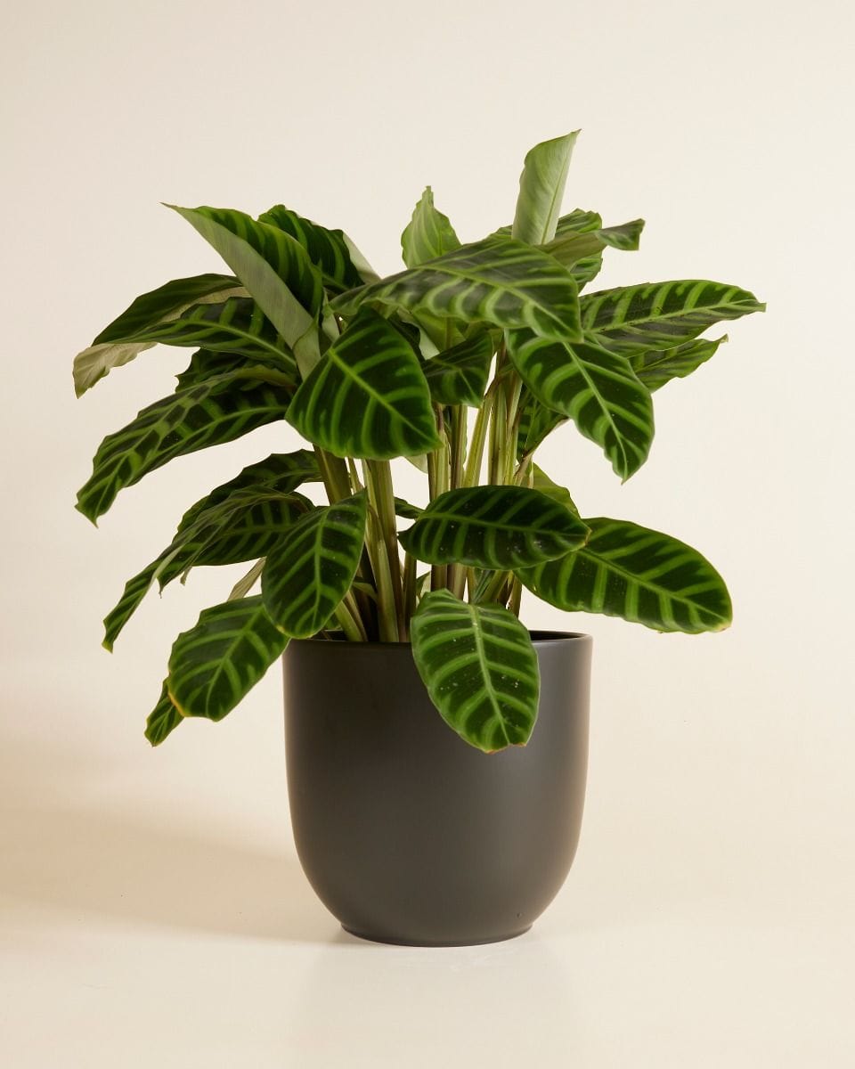 Lexi Pot Black Ø 23 cm