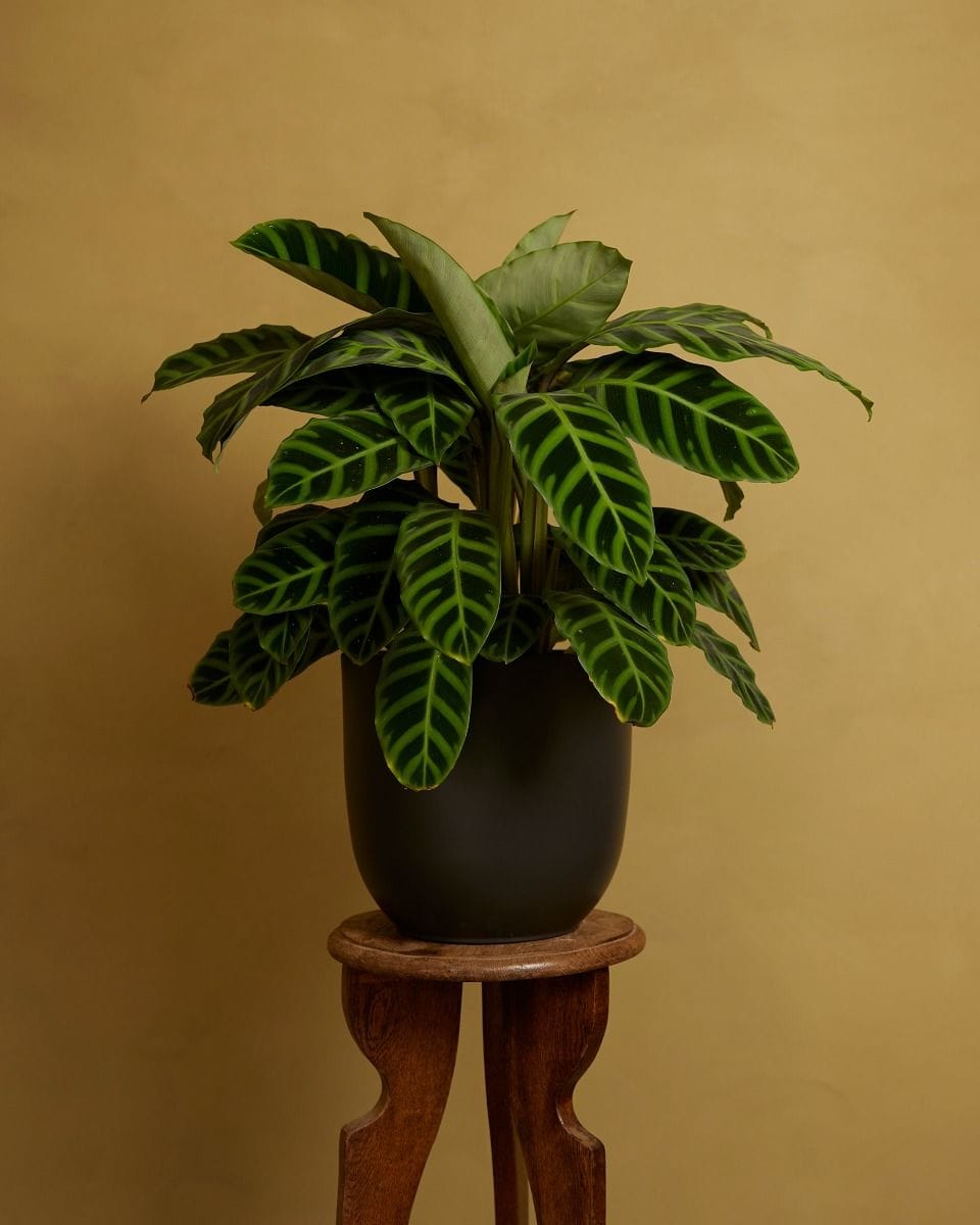 Lexi Pot Black Ø 23 cm
