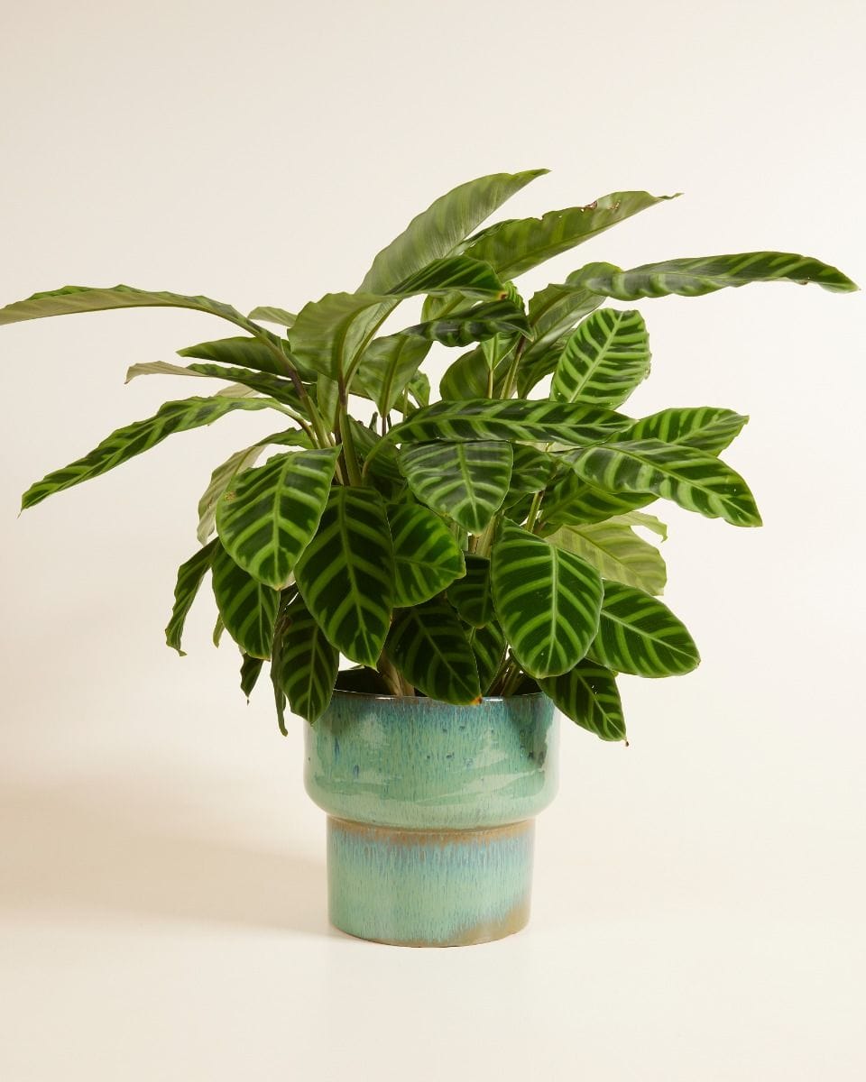 Splanky Pot Green Blue Ø 22.5 cm
