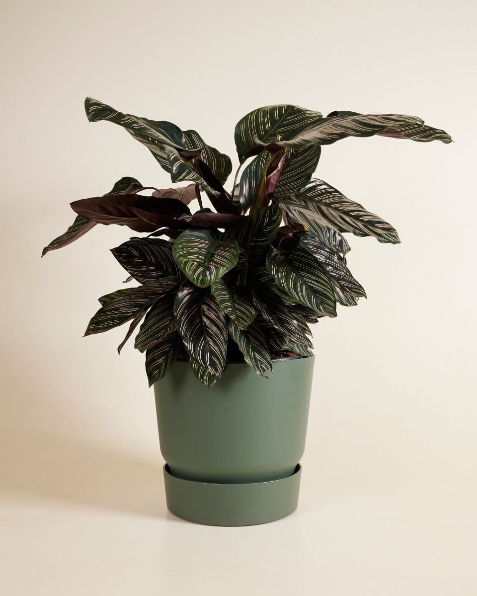Elho Miles Round Pot Green 30 cm