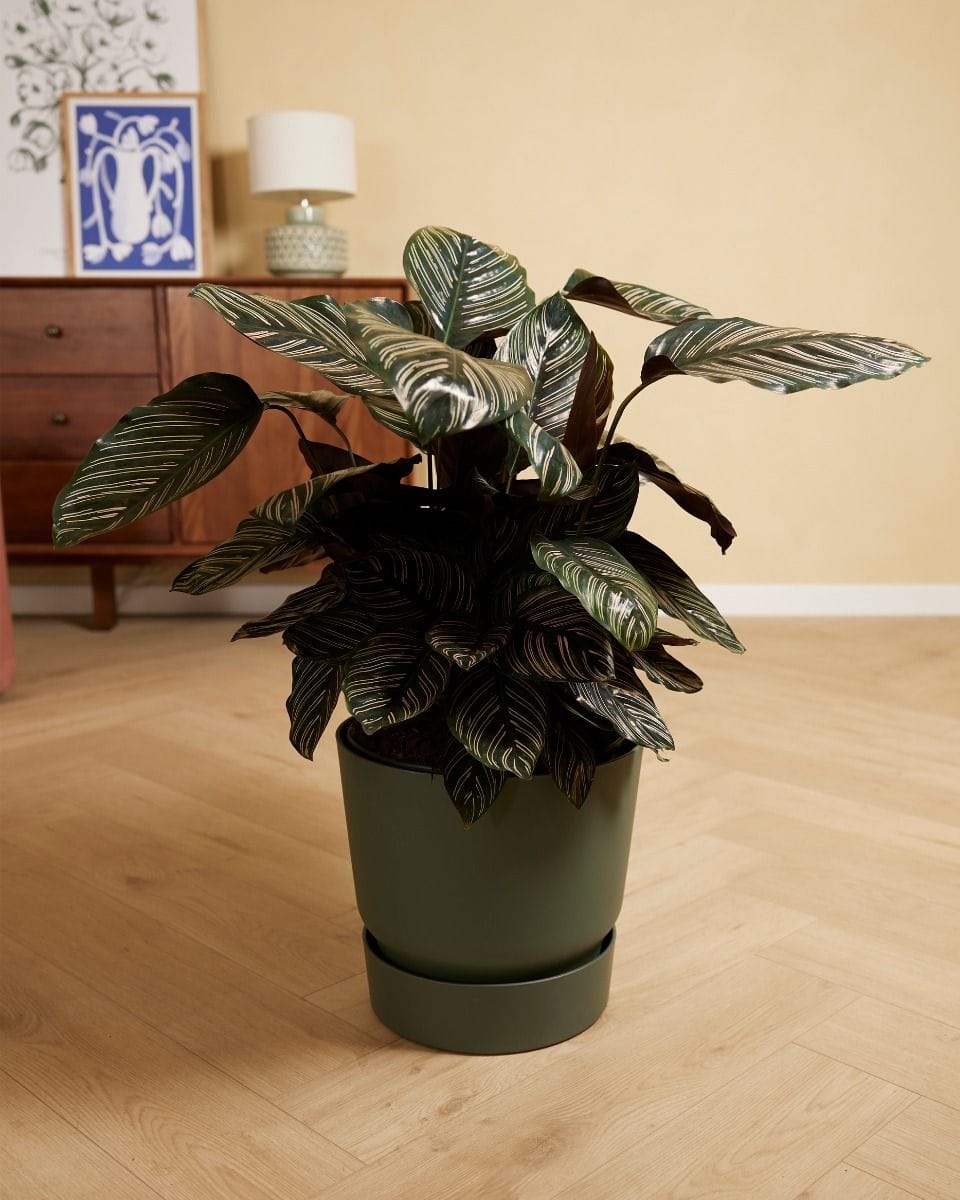 Elho Miles Round Pot Green 30 cm