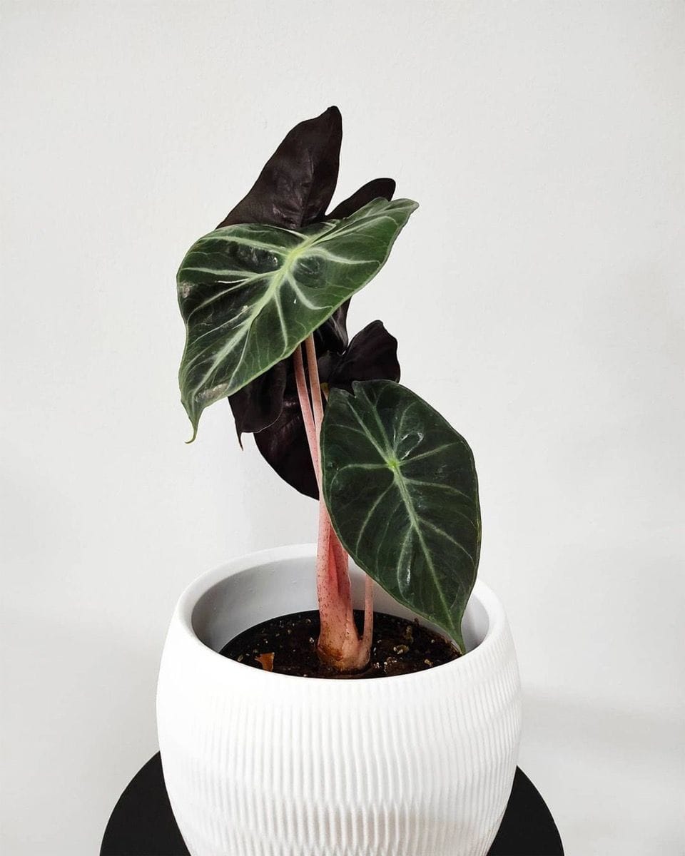 Baby Alocasia Elephant Ear Pink Dragon