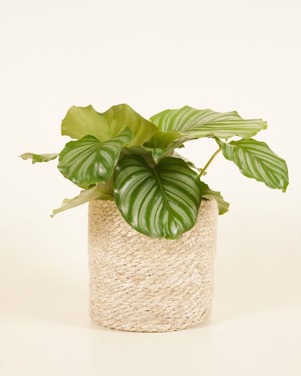 Amy Basket Jute Ø 17 cm