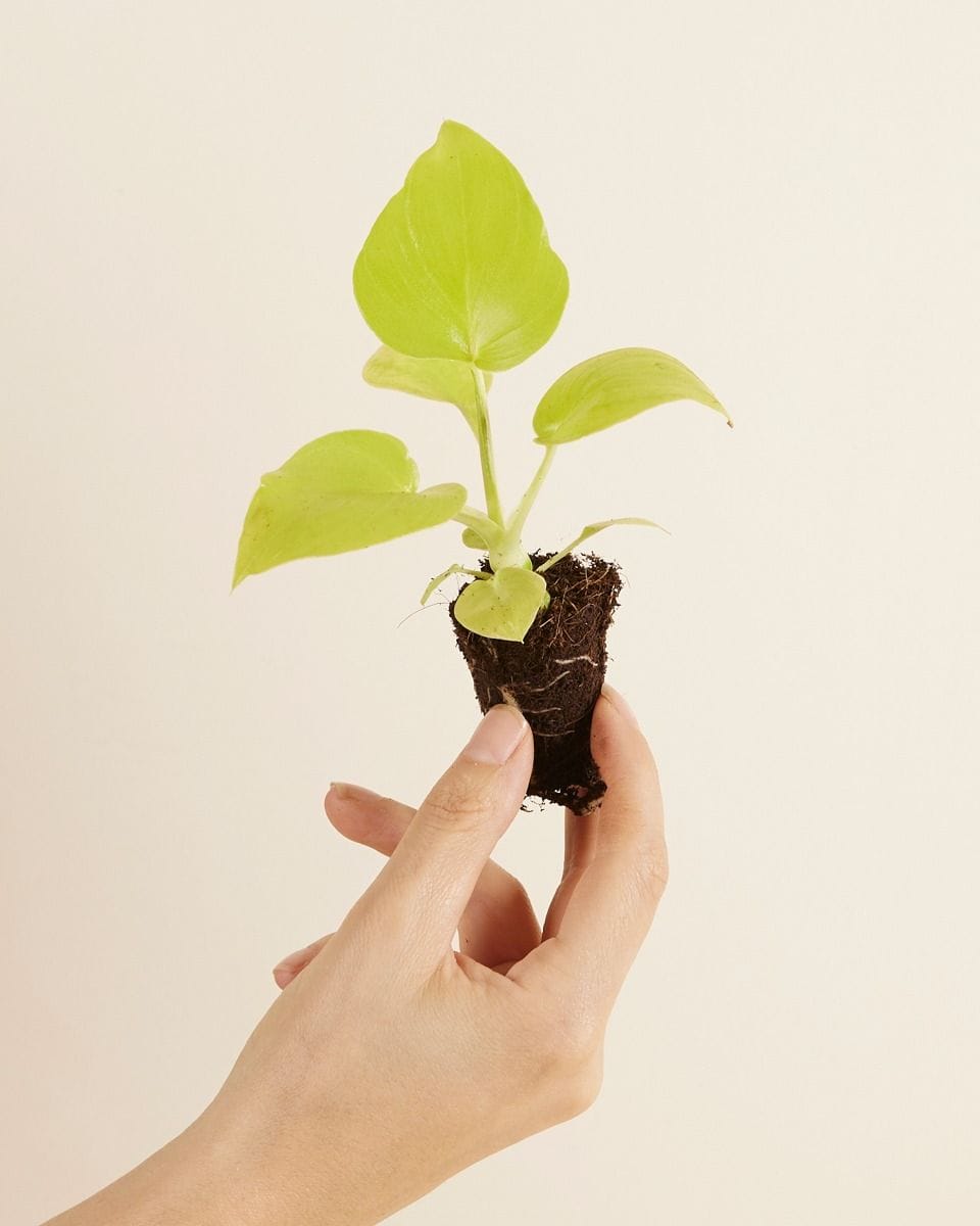 Baby Philodendron Warscewiczii 'Flavum'