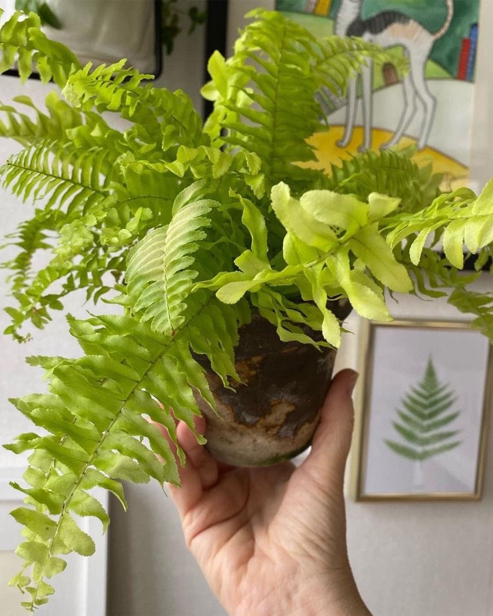 Baby Nephrolepis Swordfern Blonde