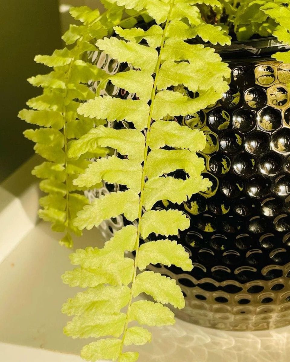 Baby Nephrolepis Swordfern Blonde