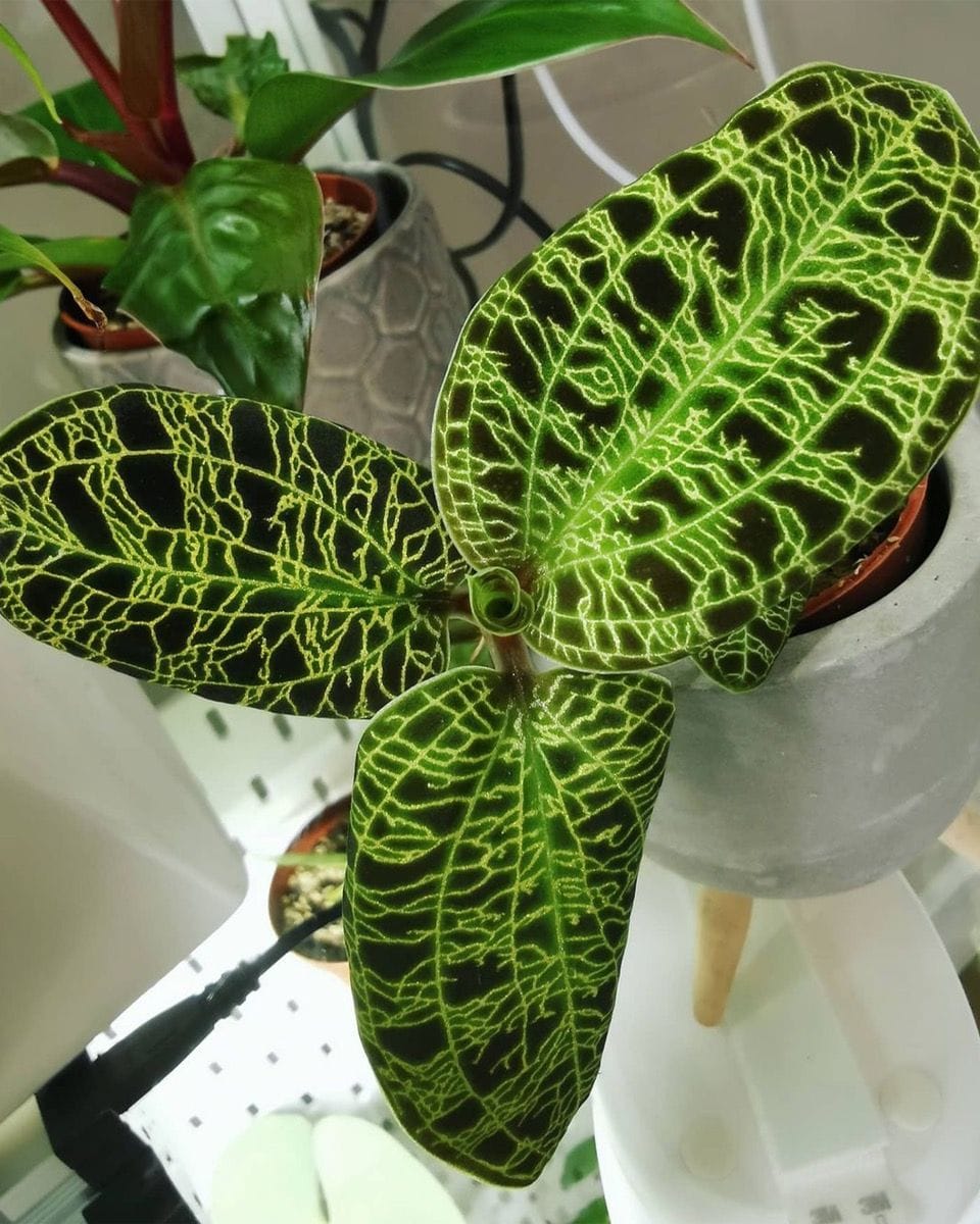Baby Jewel Orchid Macodes Petola