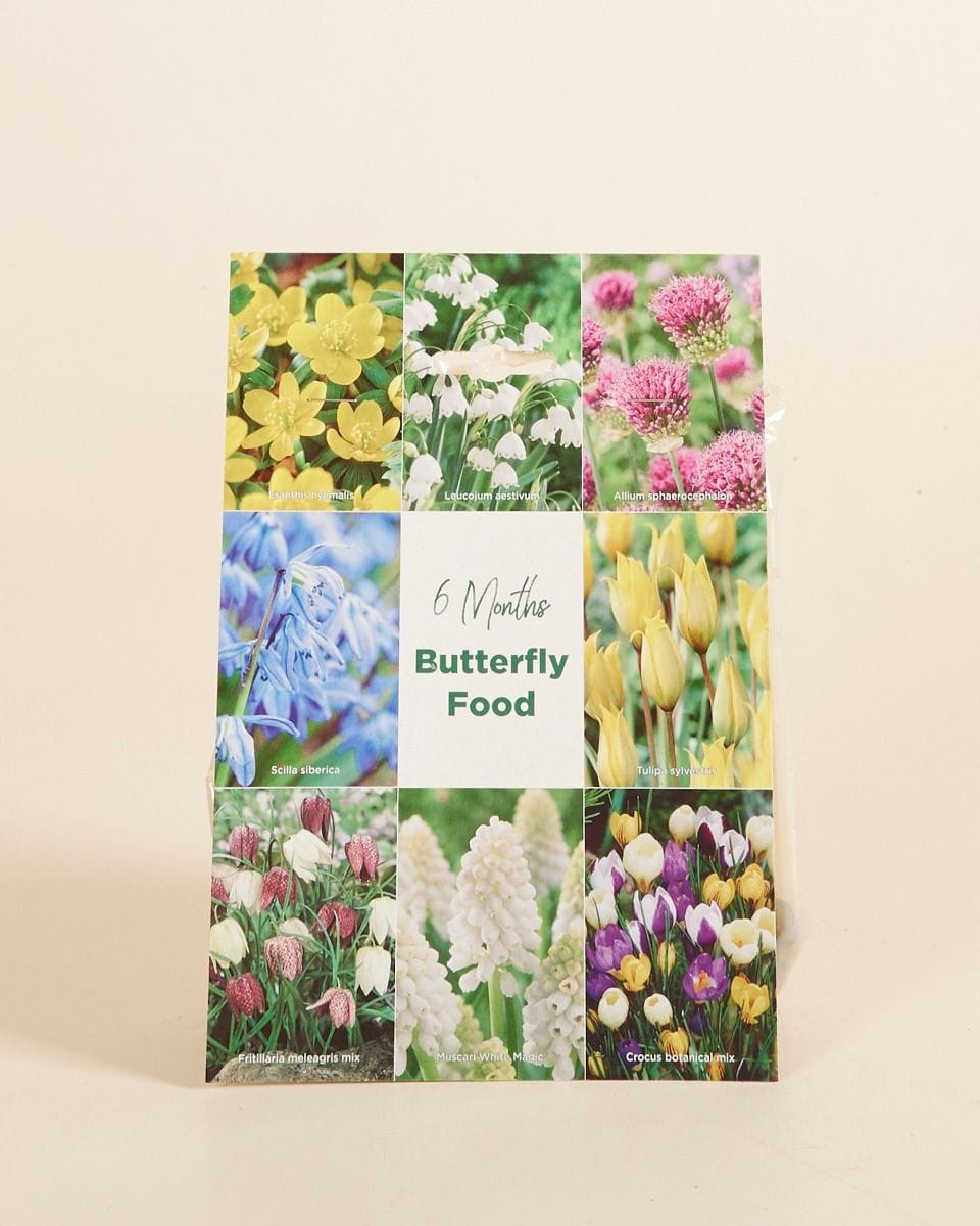 Baby Flower bulbs Flower bulbs - Butterfly 6 Month's Food