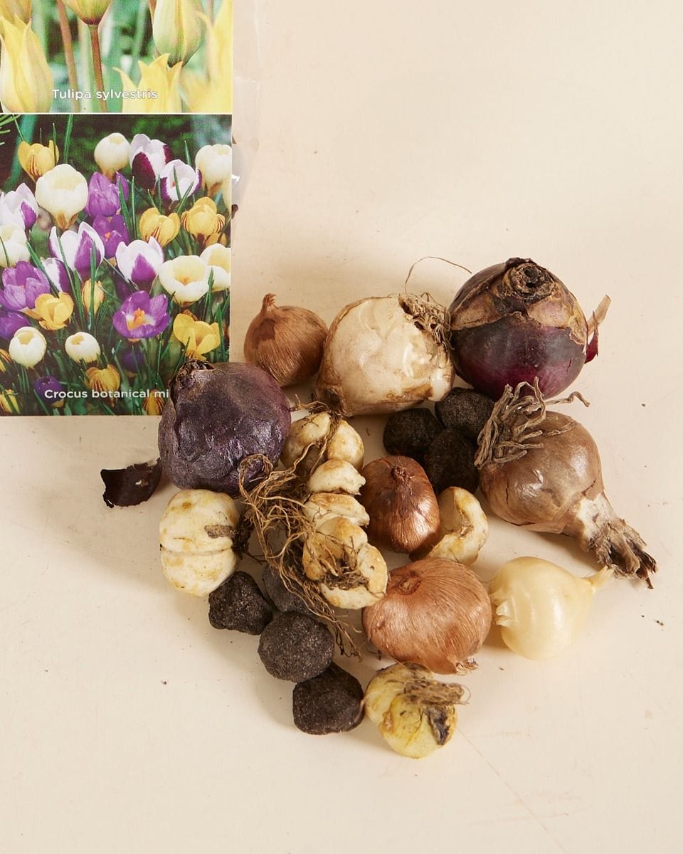 Baby Flower bulbs Flower bulbs - Butterfly 6 Month's Food