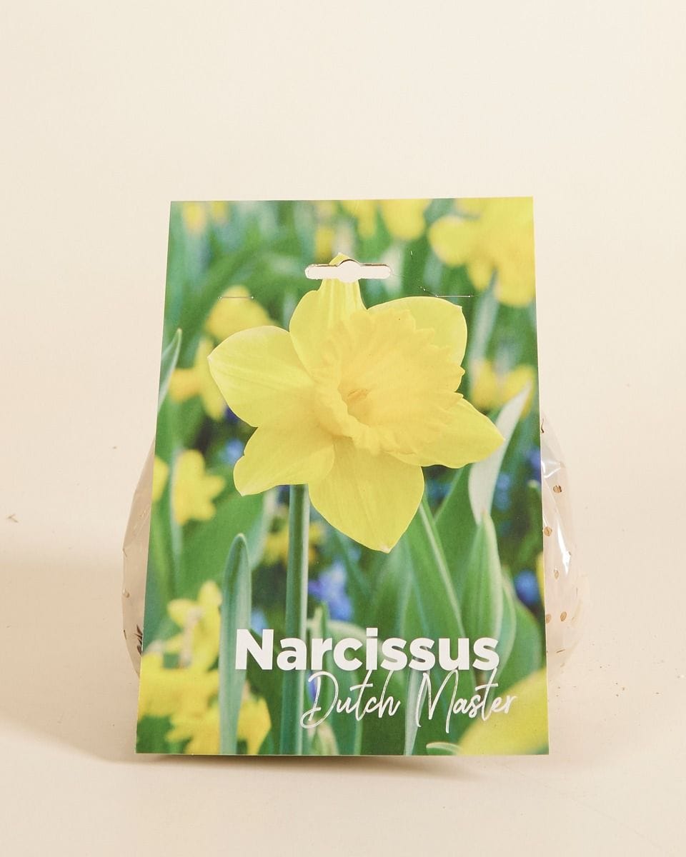 Baby Flower bulbs Flower bulbs - Narcissus Dutch Master