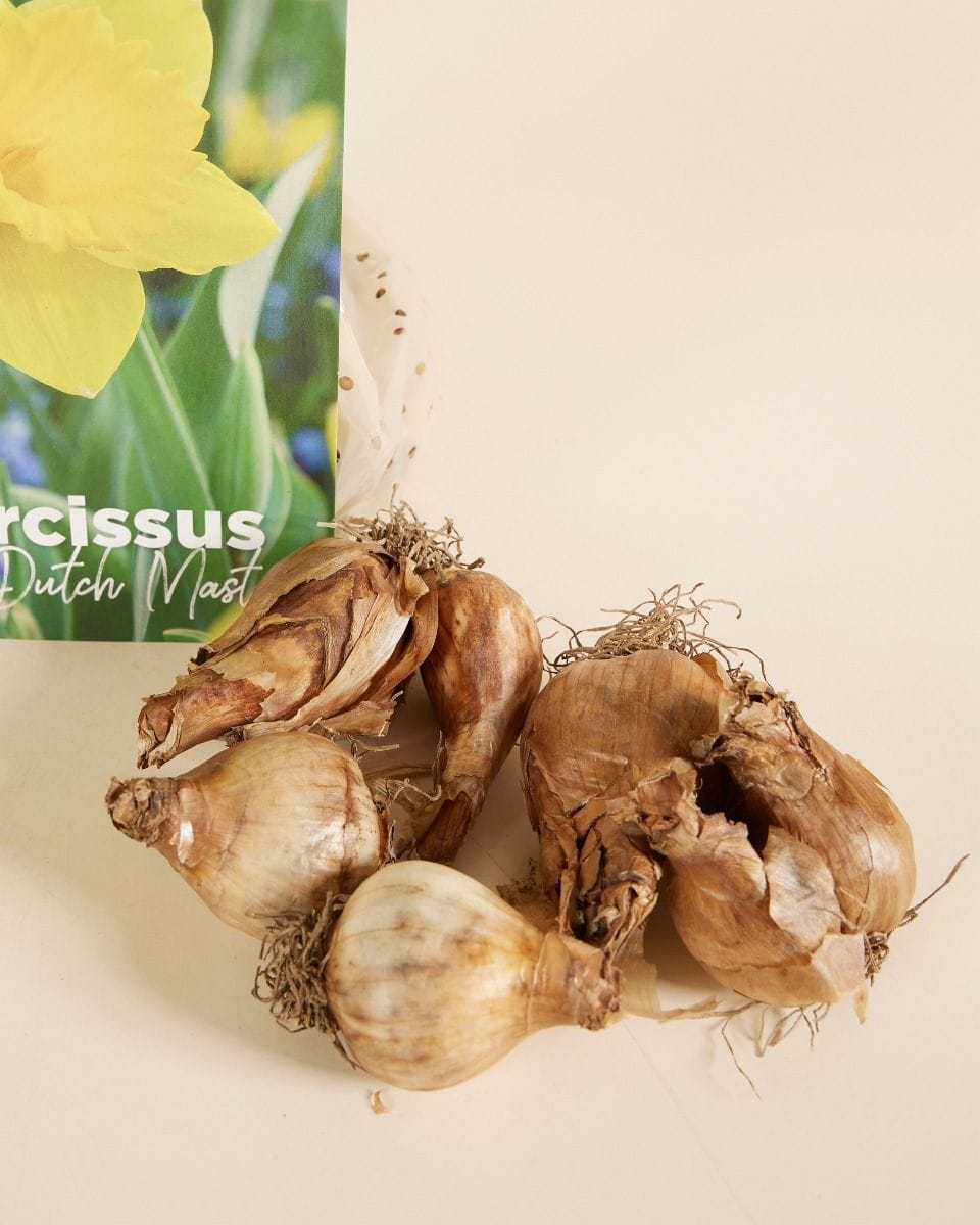 Baby Flower bulbs Flower bulbs - Narcissus Dutch Master