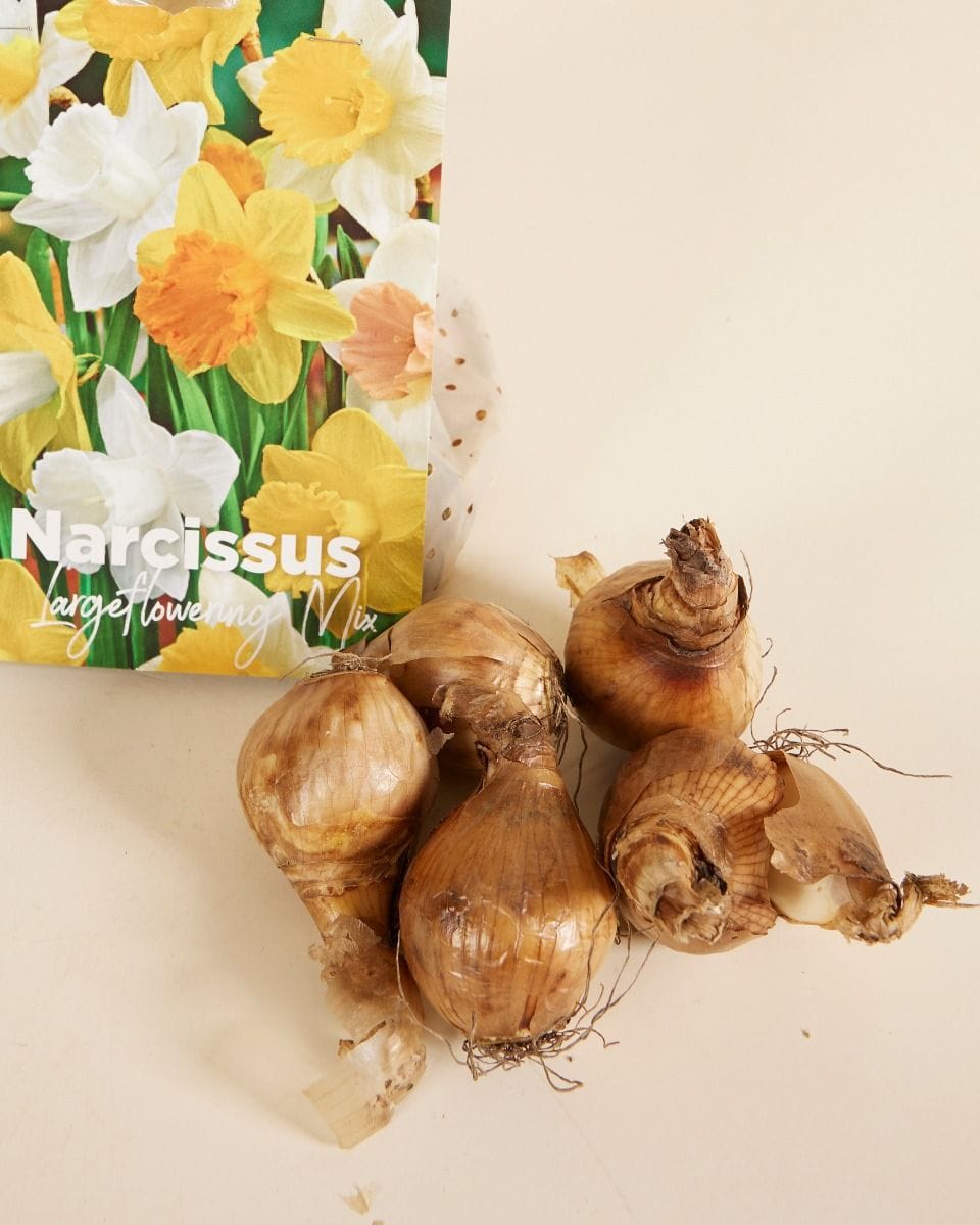 Baby Flower bulbs Flower bulbs - Narcissus Large Flower mix