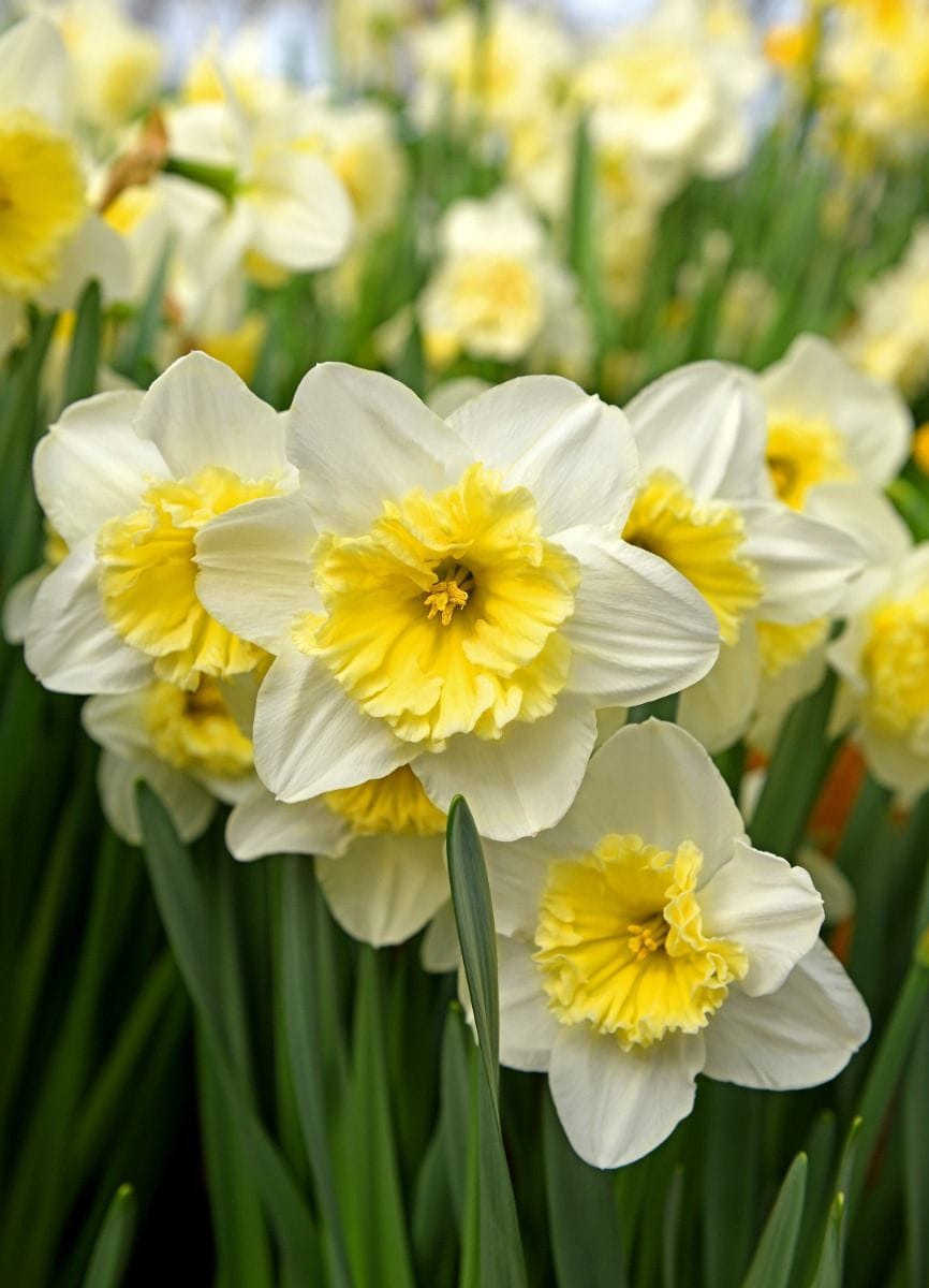 Baby Flower bulbs Flower bulbs - Narcissus Large Flower mix