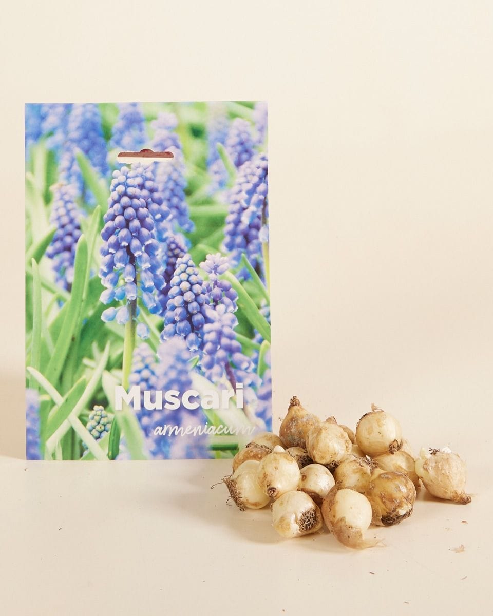Baby Flower bulbs Flower bulbs - Muscari Armeniacum