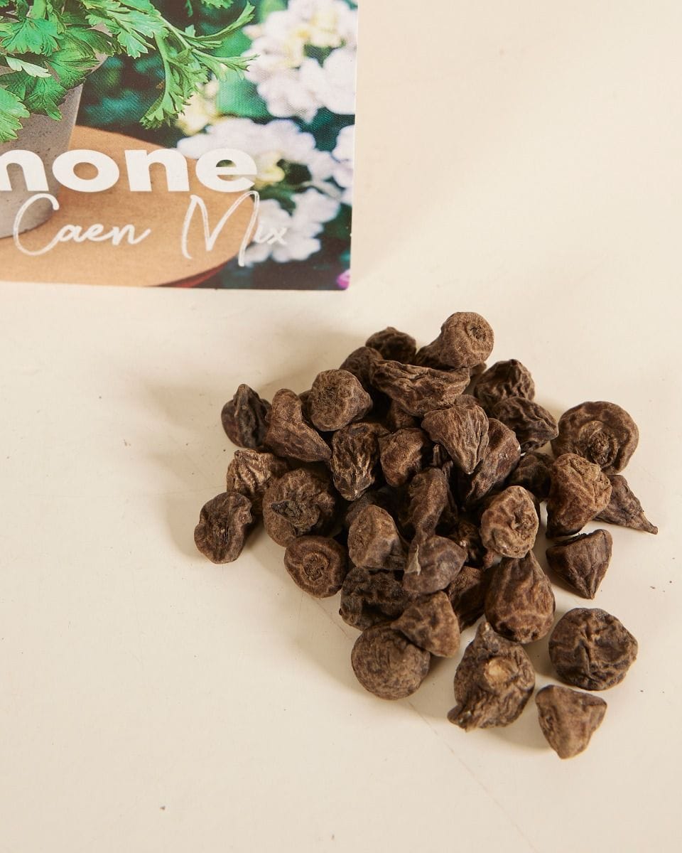 Baby Flower bulbs Flower bulbs - Anemone de Caen mix