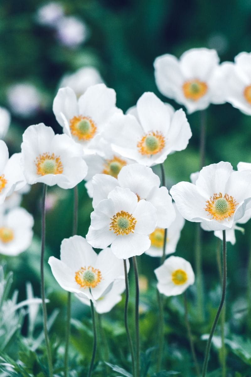 Baby Flower bulbs Flower bulbs - Anemone de Caen mix