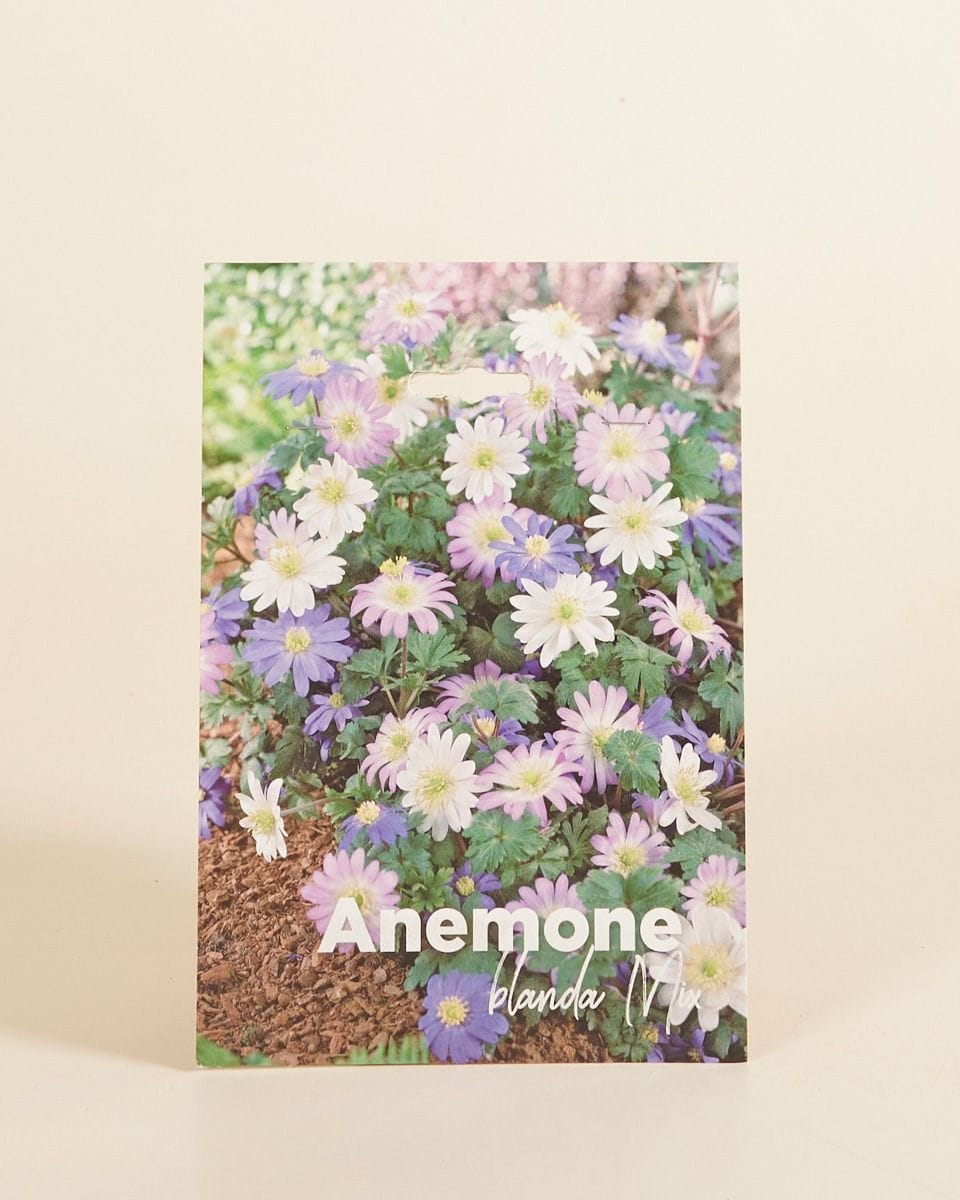 Baby Flower bulbs Flower bulbs - Anemone Blanda mix