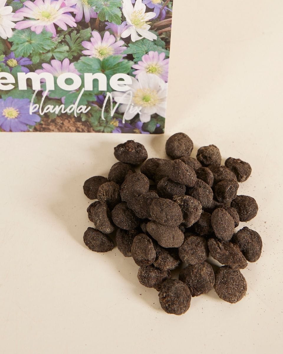 Baby Flower bulbs Flower bulbs - Anemone Blanda mix