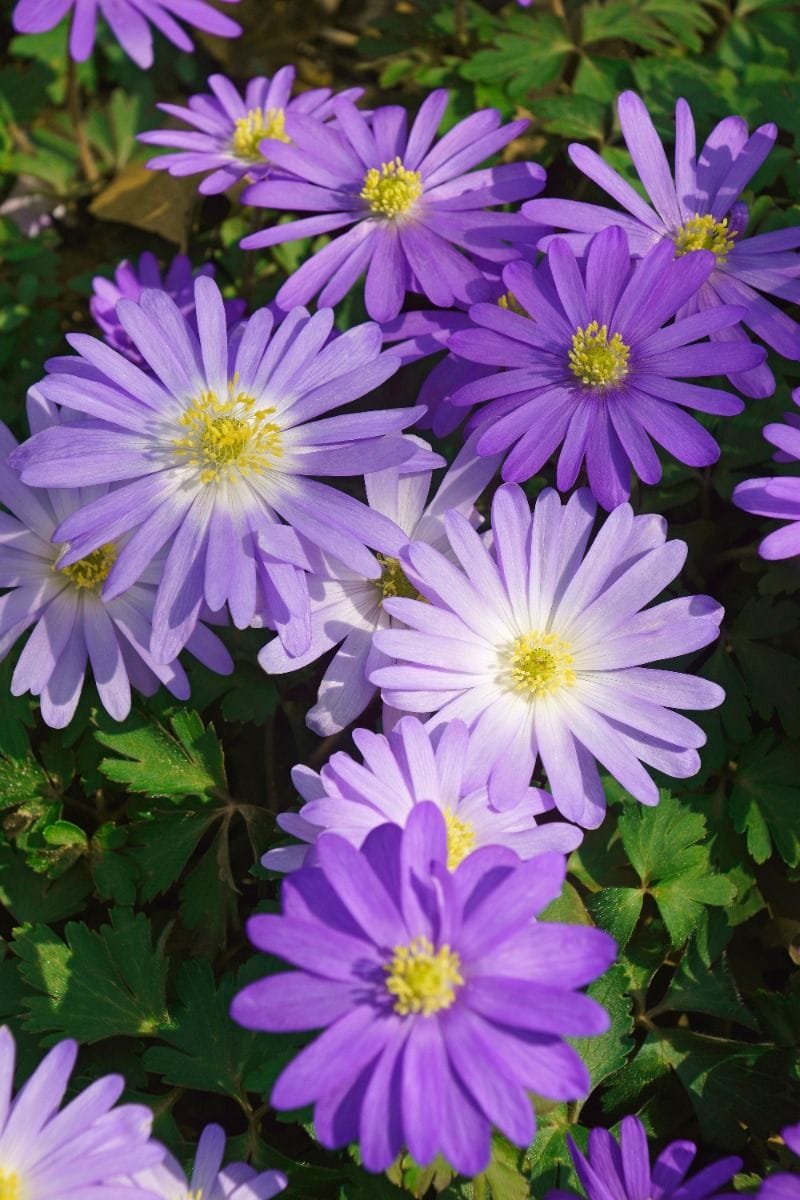 Baby Flower bulbs Flower bulbs - Anemone Blanda mix