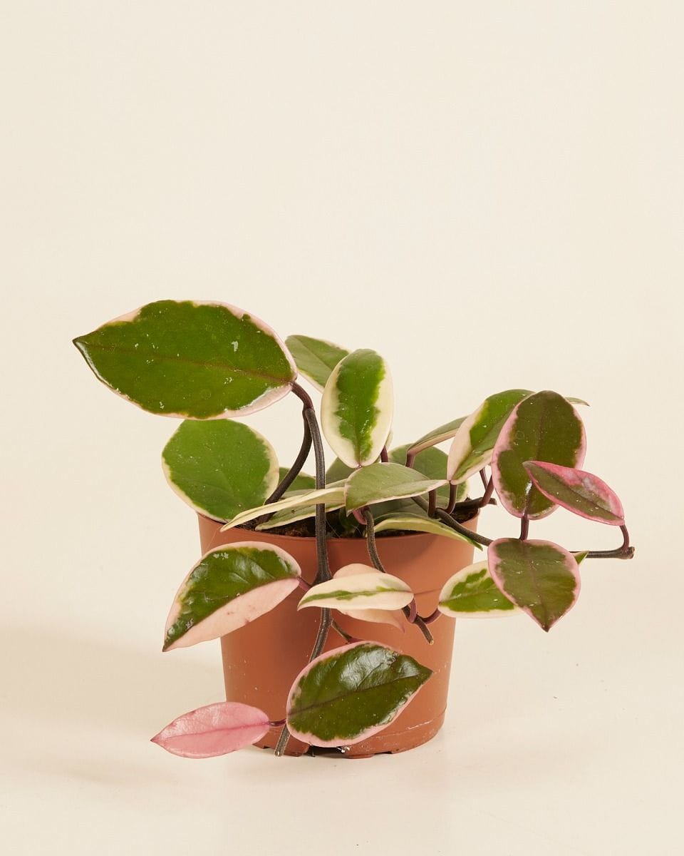 Hoya Wax flower Flamingo Dream 'Star of Java'