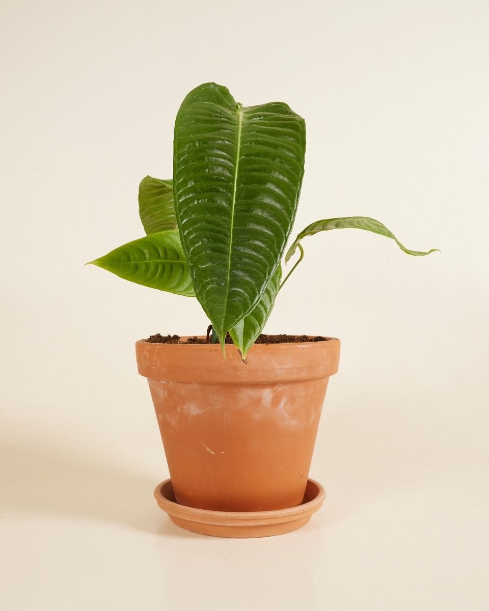 Anthurium King Anthurium  Veitchii