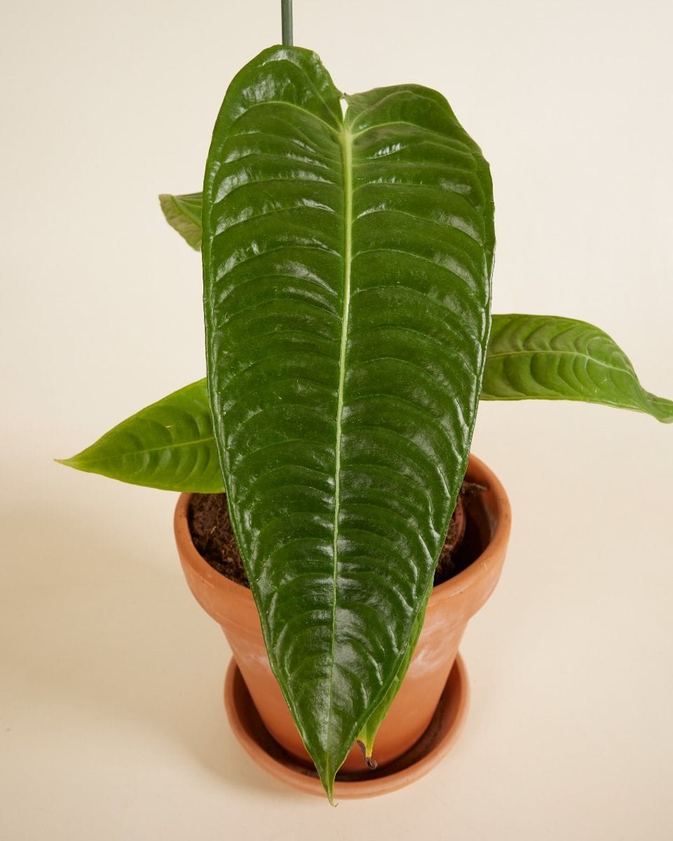 Anthurium King Anthurium  Veitchii