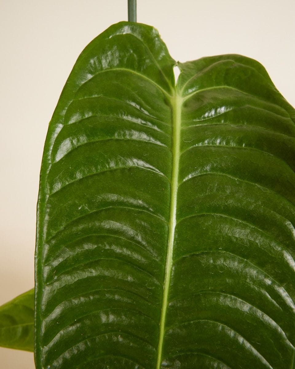 Anthurium King Anthurium  Veitchii