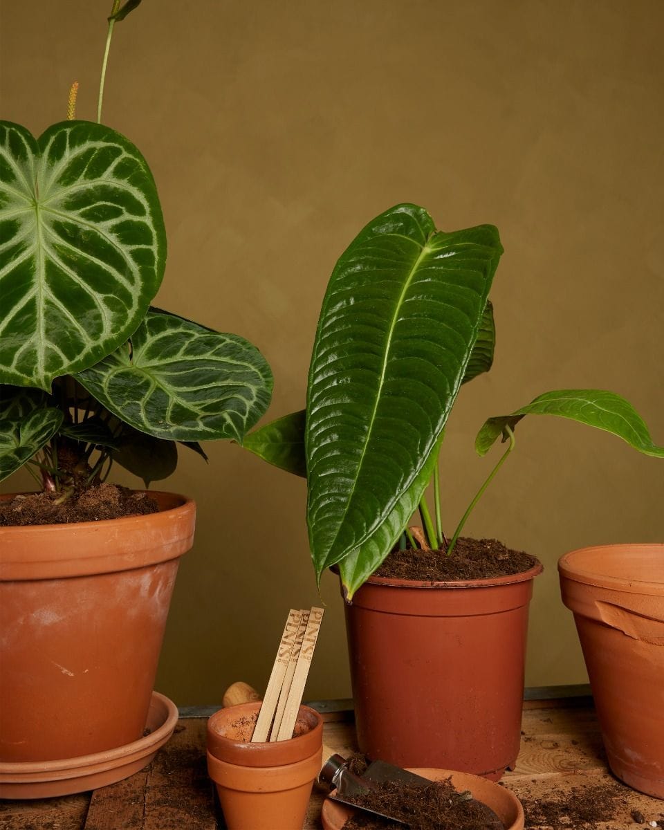 Anthurium King Anthurium  Veitchii