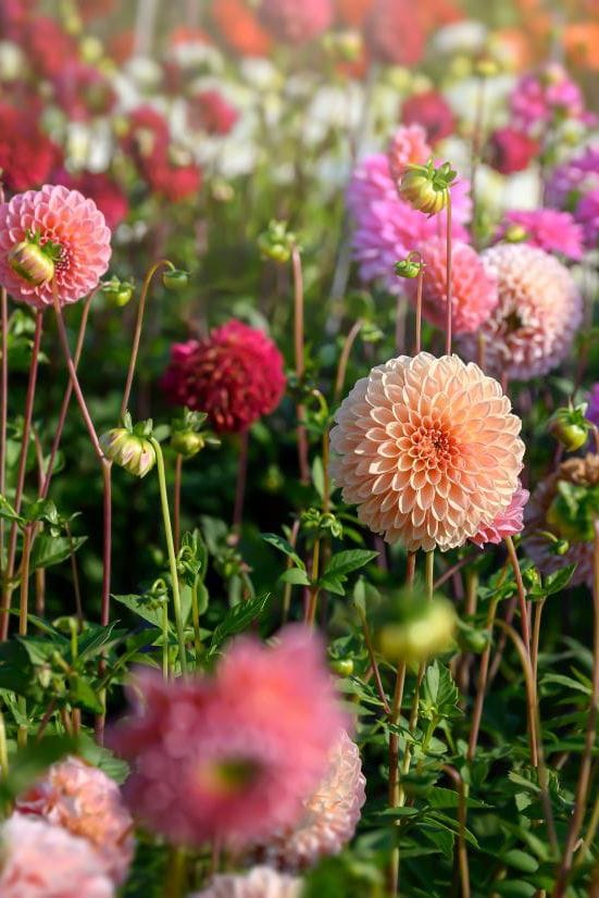 Baby Flower bulbs Flower bulbs - Dahlia Pompon Mix