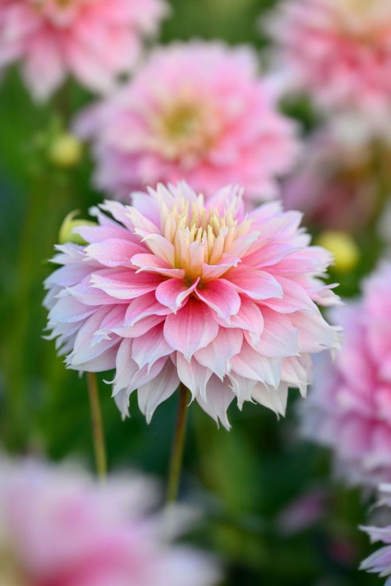 Baby Flower bulbs Flower bulbs - Dahlia Pink Mix