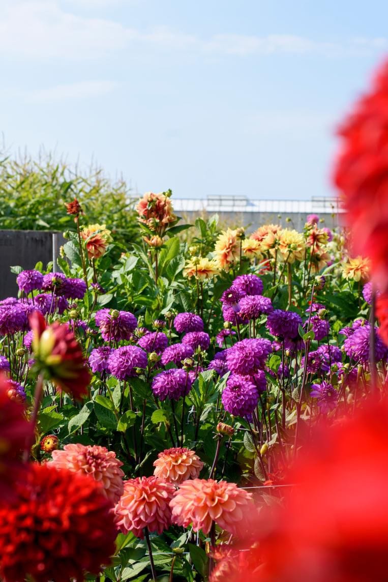 Baby Flower bulbs Flower bulbs - Dahlia Purper Mix