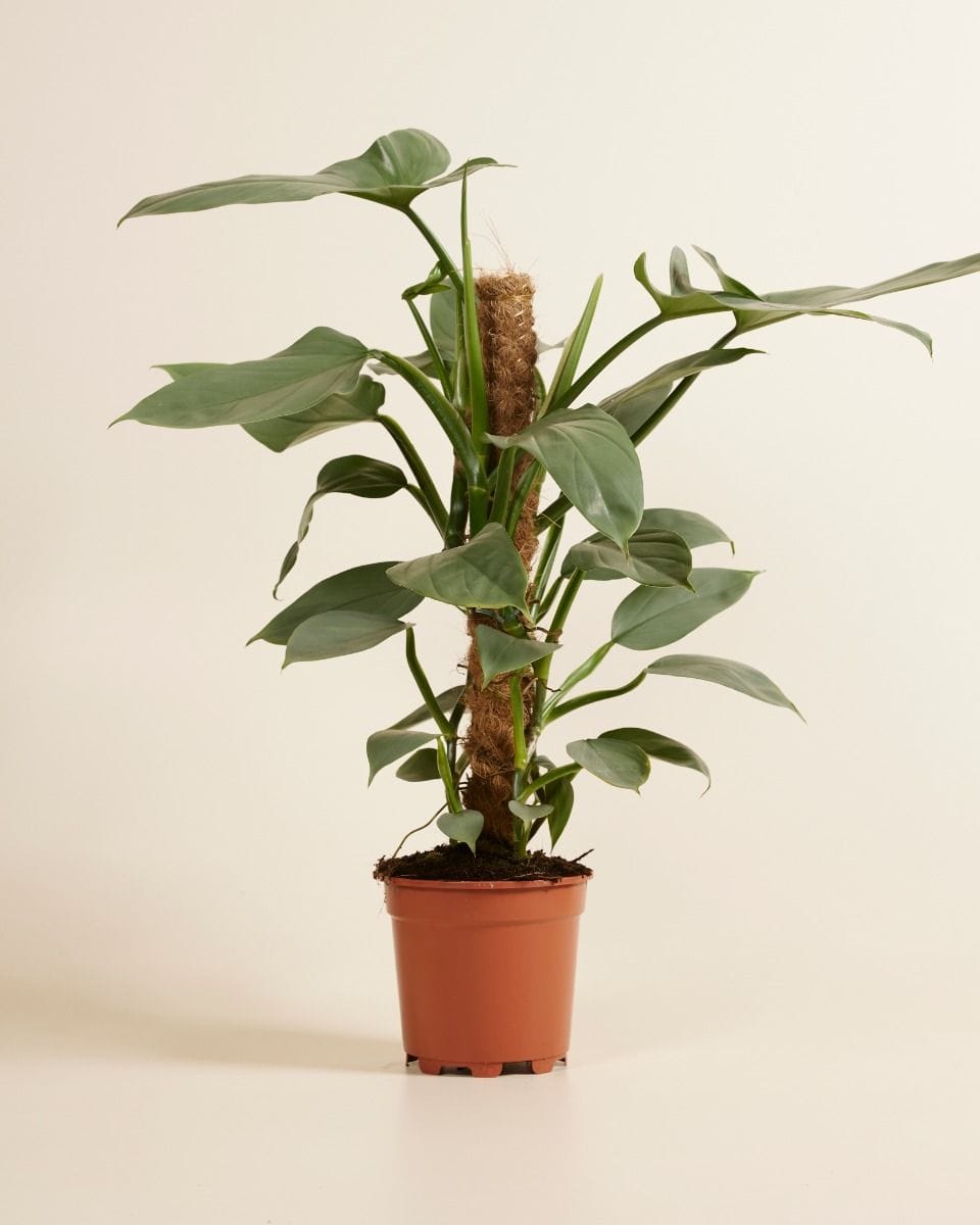 Philodendron Hastatum Silver