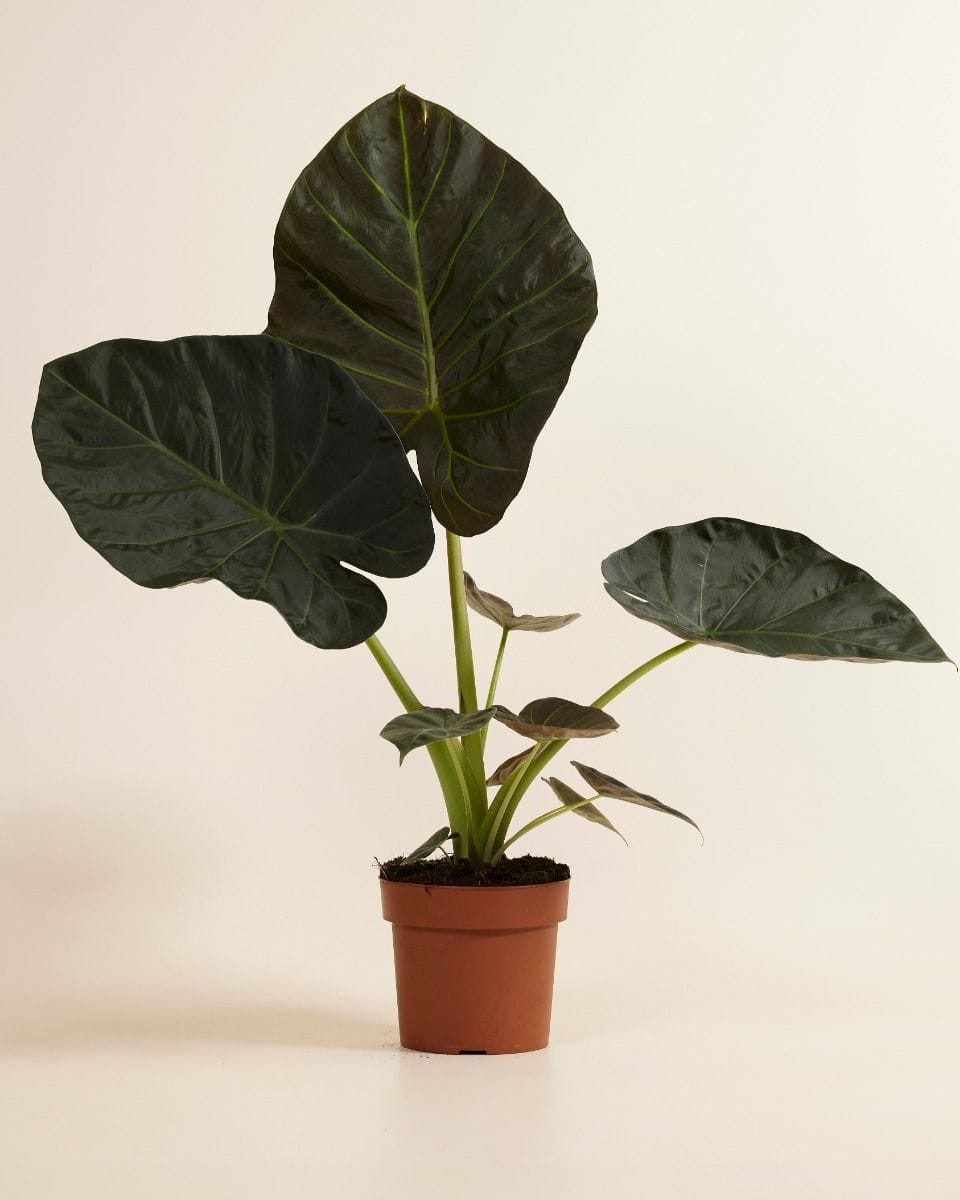 Alocasia Elephant Ear Regal Shield