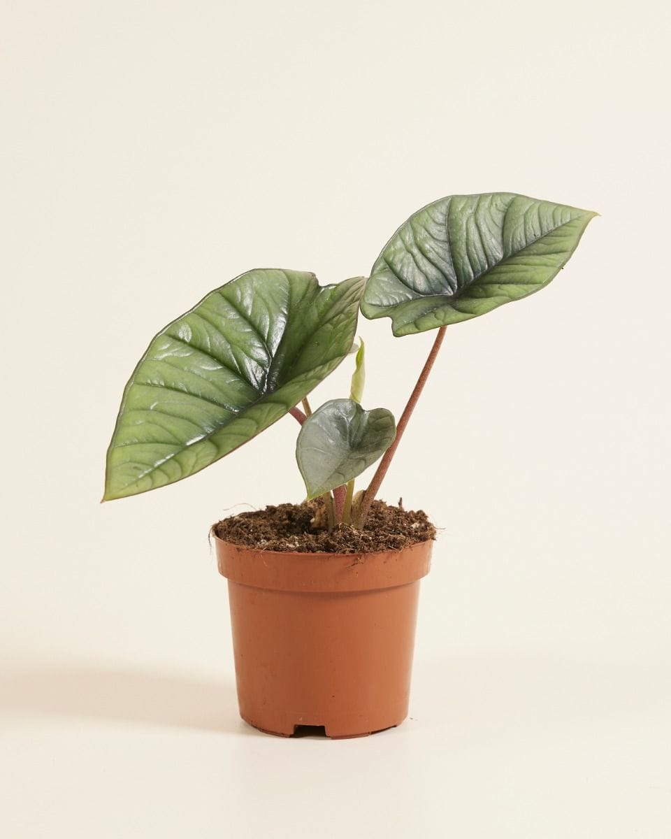 Alocasia Elephant Ears Platinum