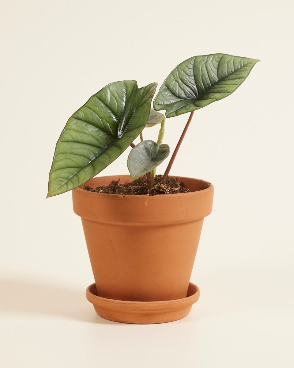 Alocasia Elephant Ears Platinum