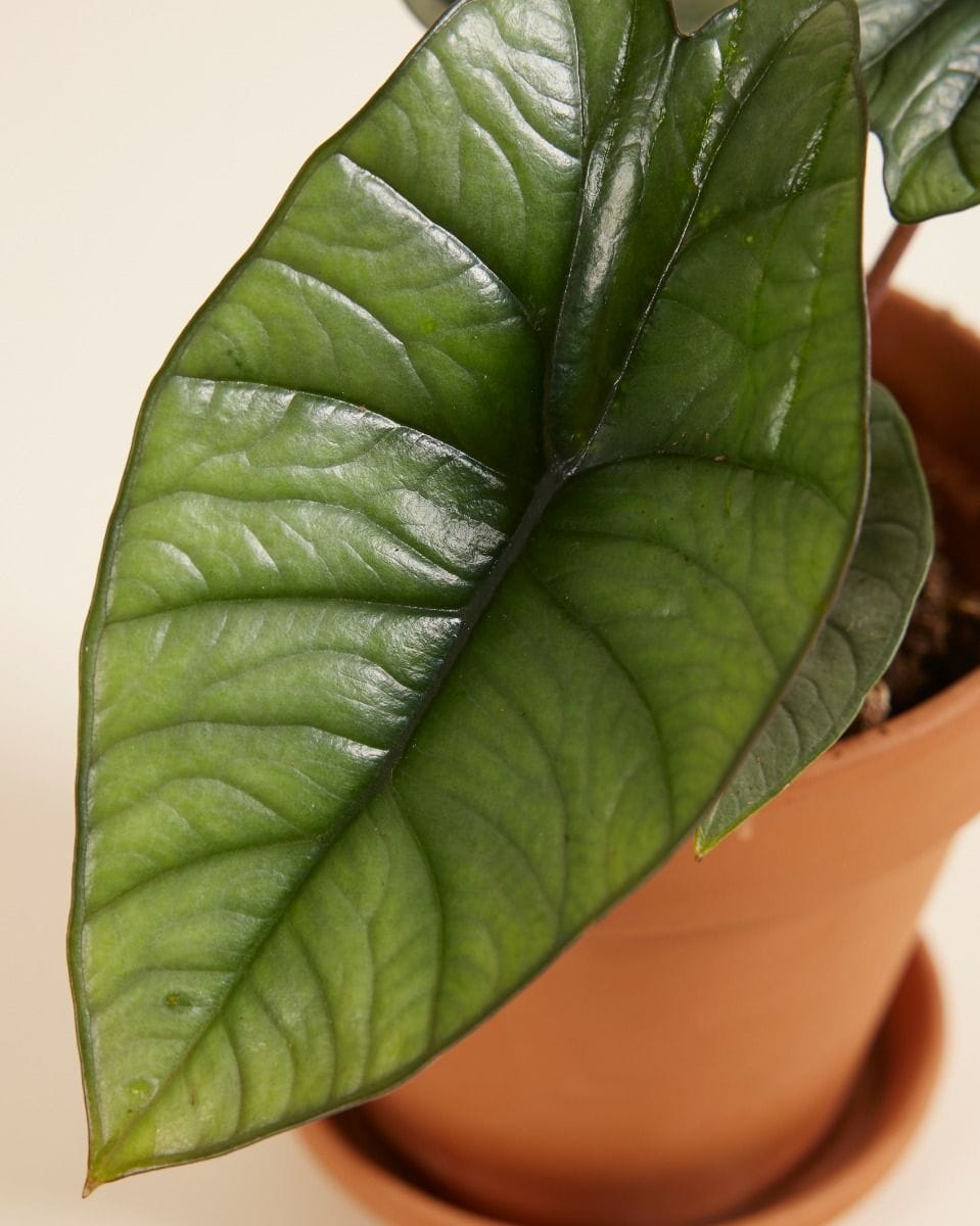 Alocasia Elephant Ears Platinum