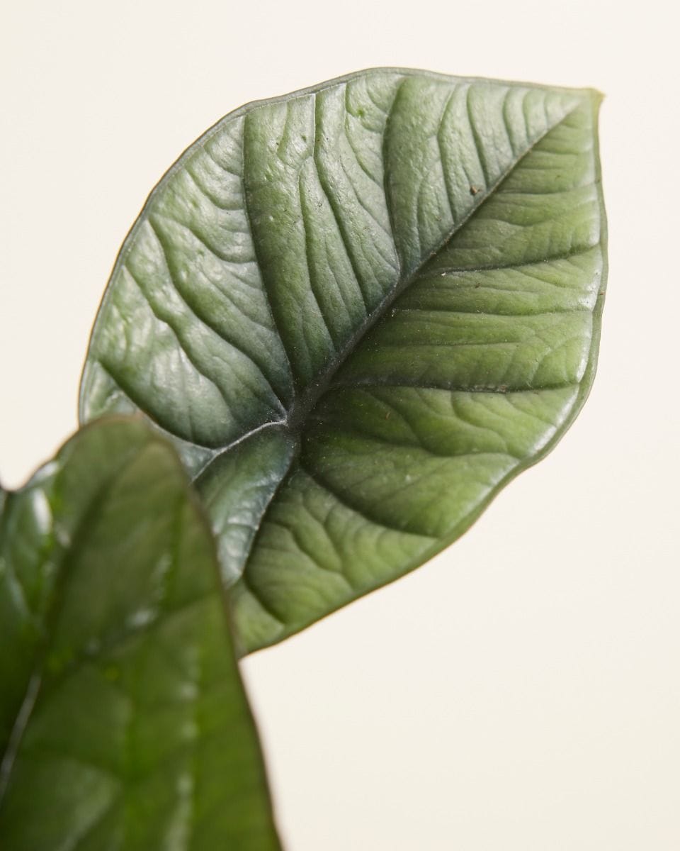 Alocasia Elephant Ears Platinum