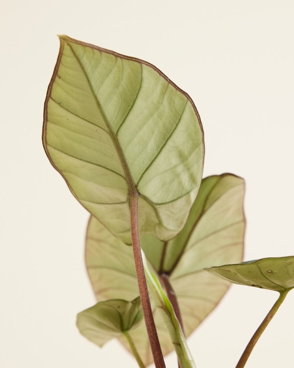 Alocasia Elephant Ears Platinum
