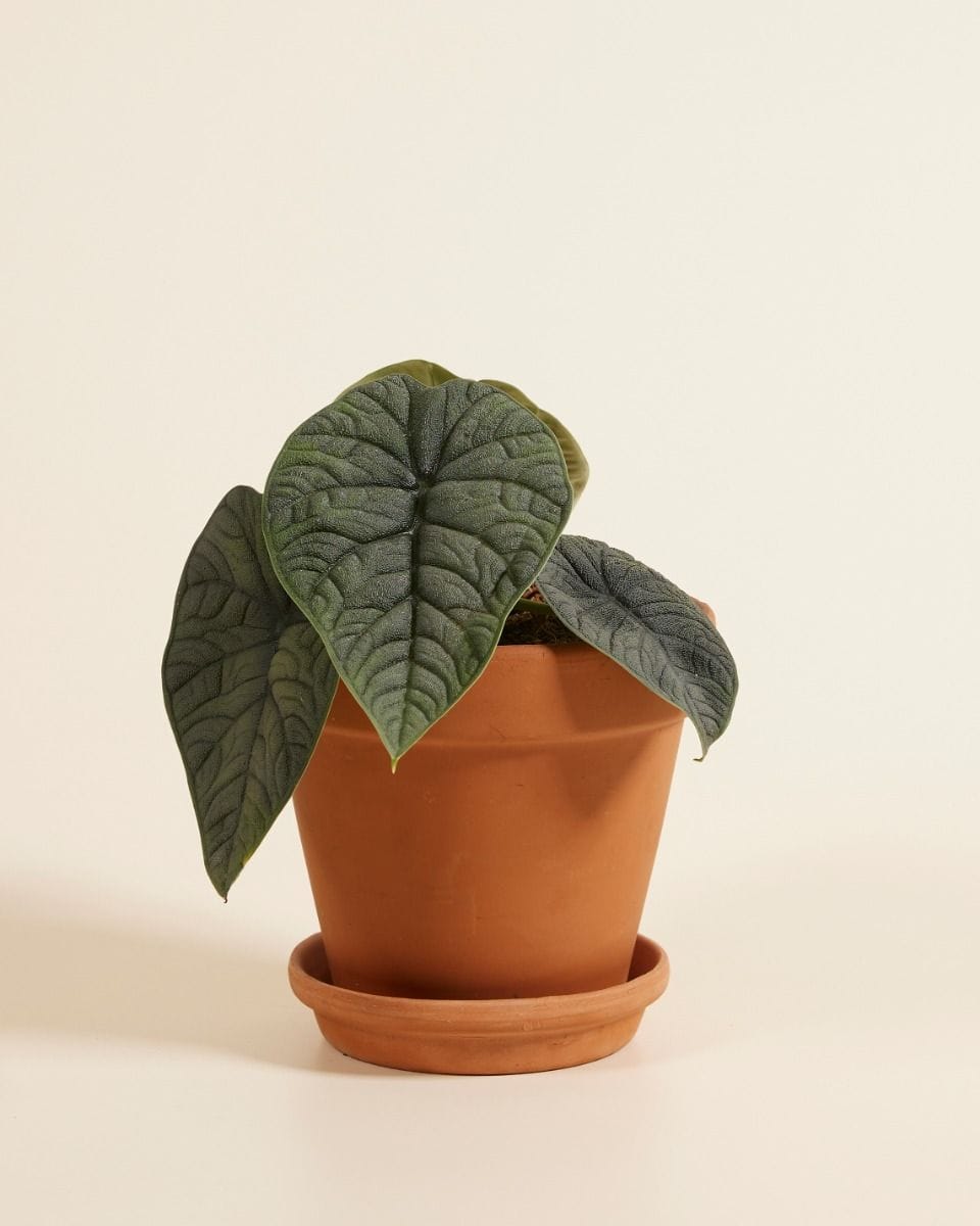 Alocasia Elephant Ears Melo