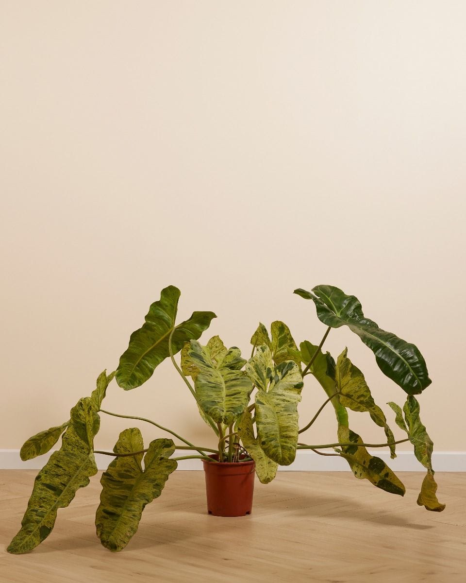 Philodendron Paraiso Verde
