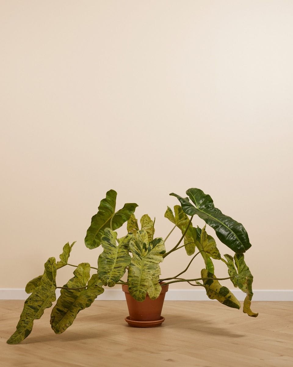 Philodendron Paraiso Verde