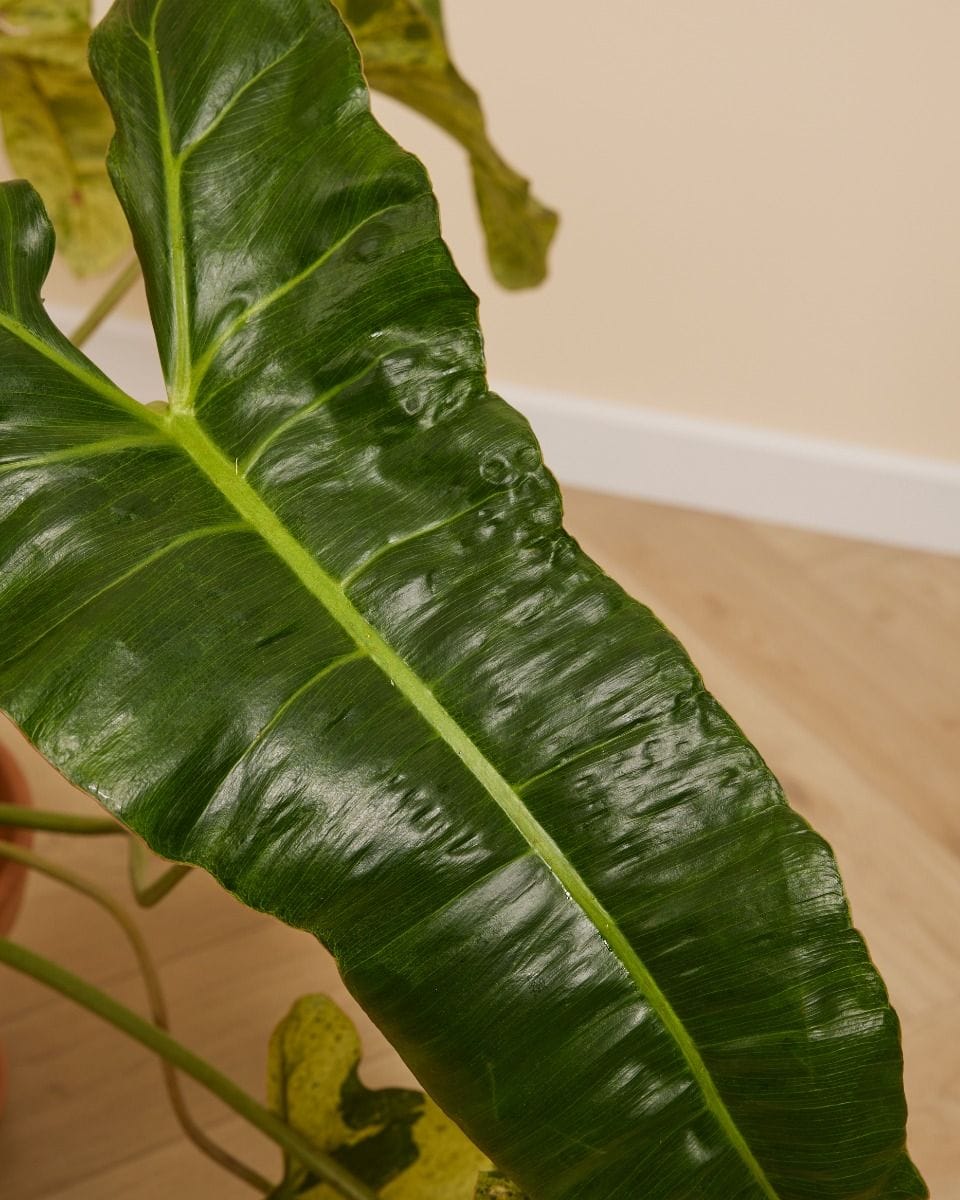 Philodendron Paraiso Verde